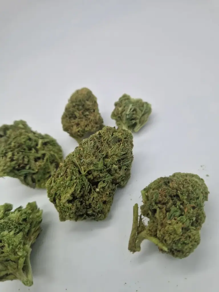 AMNESIA CORE CUT