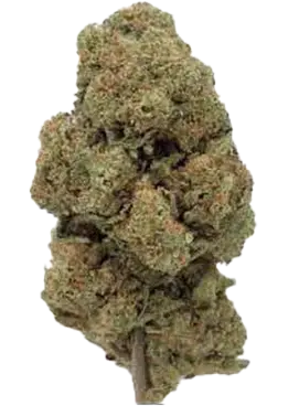 BUBBLE GUM